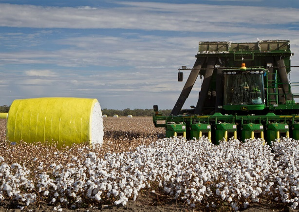 Title: Cotton Farmers in Gaoyang County: Textiles that Speak of Rich Tradition and Promising Future