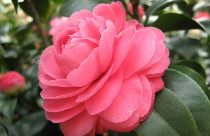 Wholesale Textile Camellia Oil Softener: All You Need to Know