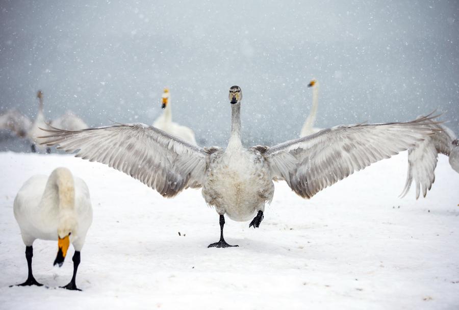 Title: Snowy Wings Textiles: Crafting Dreams into Fleece