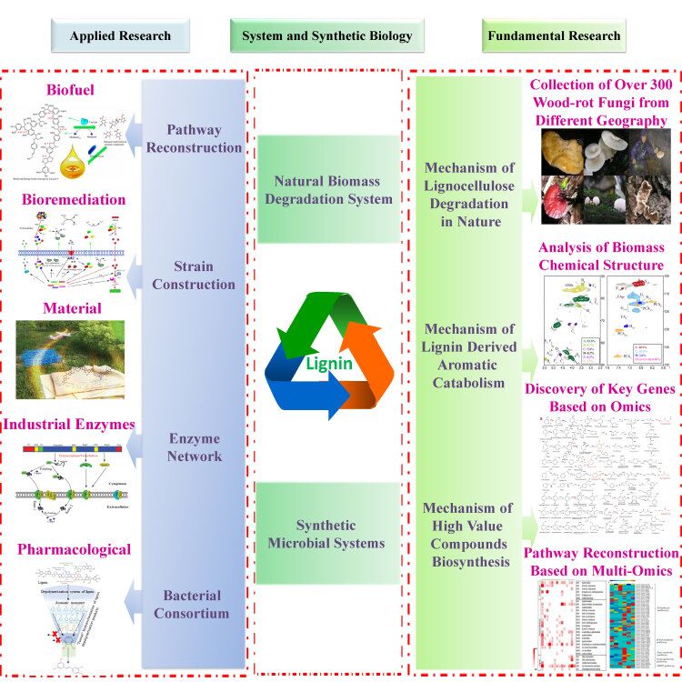 Title: Advanced Applications of Biotechnology in Textile Industry