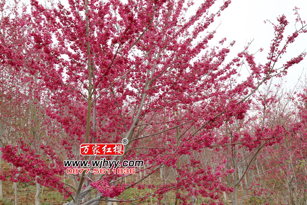 Title: Henan Cherry Tree Textiles: A Rich Tapestry of Culture and Craft