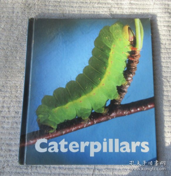 Caterpillar Textiles: A Creative and Sustainable Journey