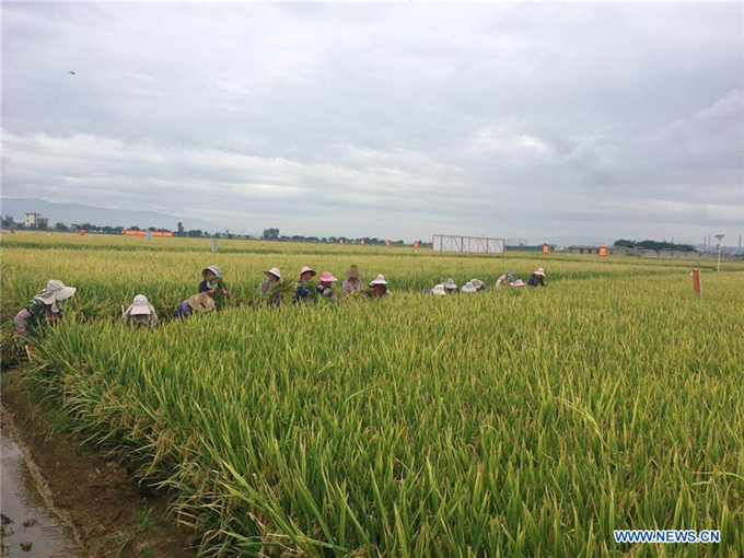 Nantong Yellow Rice Textile: A Rich History and Cultural Heritage