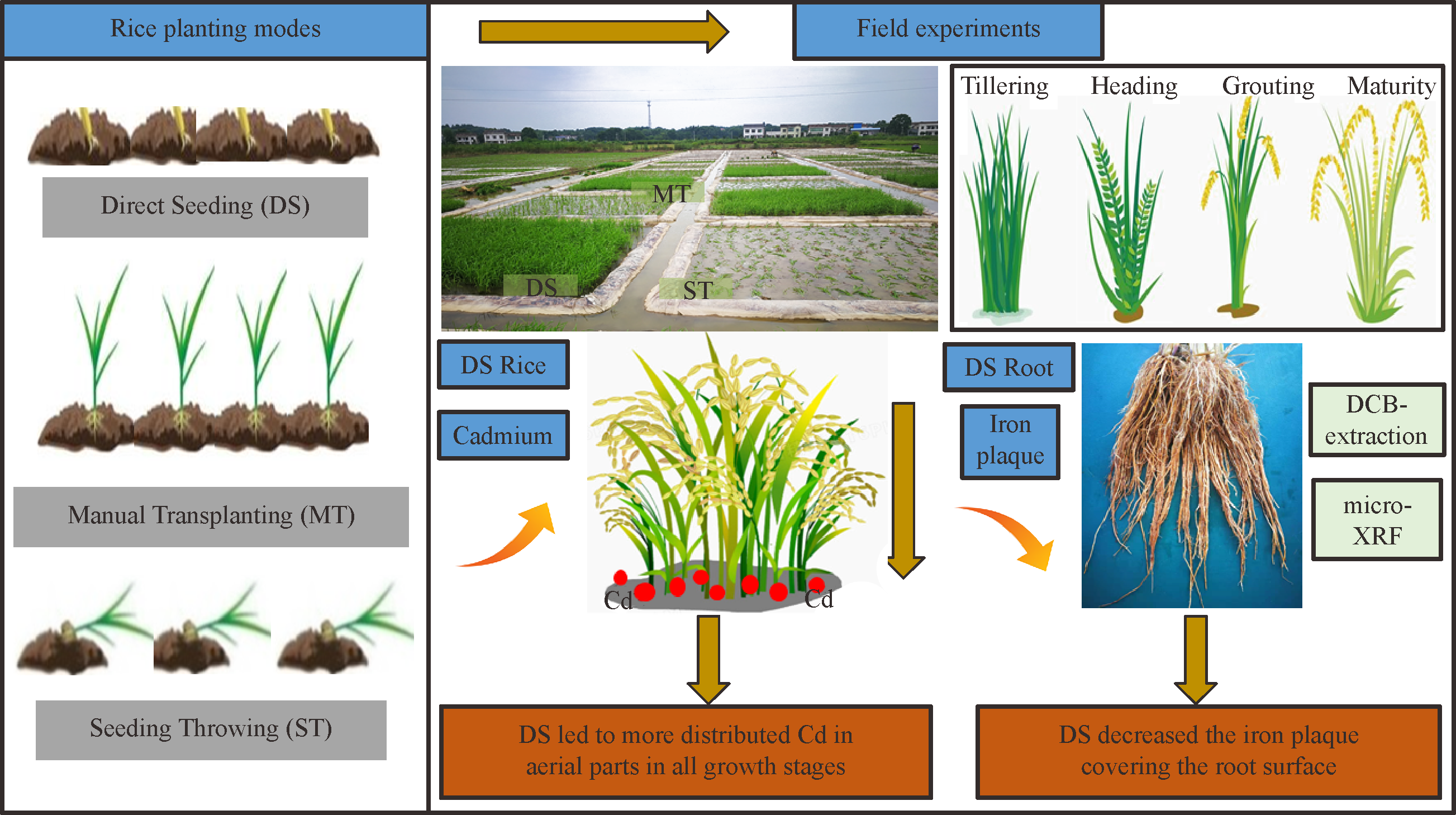 Title: Harvest to Textiles: The Timeless Cycle of Rice and Its Transformation into Fabric