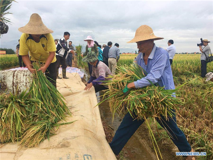 Title: Harvest to Textiles: The Timeless Cycle of Rice and Its Transformation into Fabric