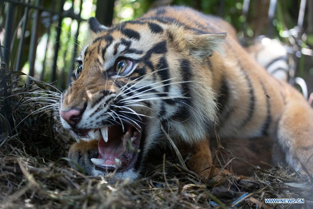 Title: A Glimpse of Tiger Textiles: A Visual Journey through the Beauty and Power of these Majestic Animals