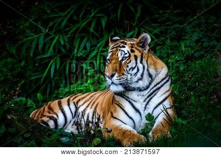 Title: A Glimpse of Tiger Textiles: A Visual Journey through the Beauty and Power of these Majestic Animals