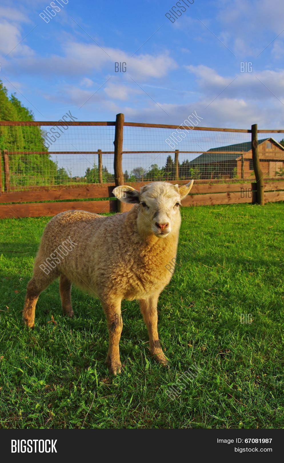 Title: The Enchanting World of Little Sheep Textiles: A Journey Through Cozy Fabrics and Stunning Craftsmanship