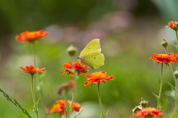 Butterfly Loves Flower: The Story of Textiles