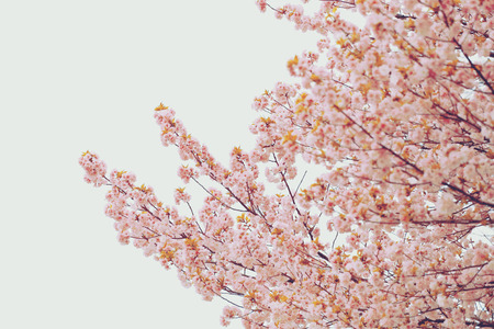 The beauty of Cherry Blossom Textiles