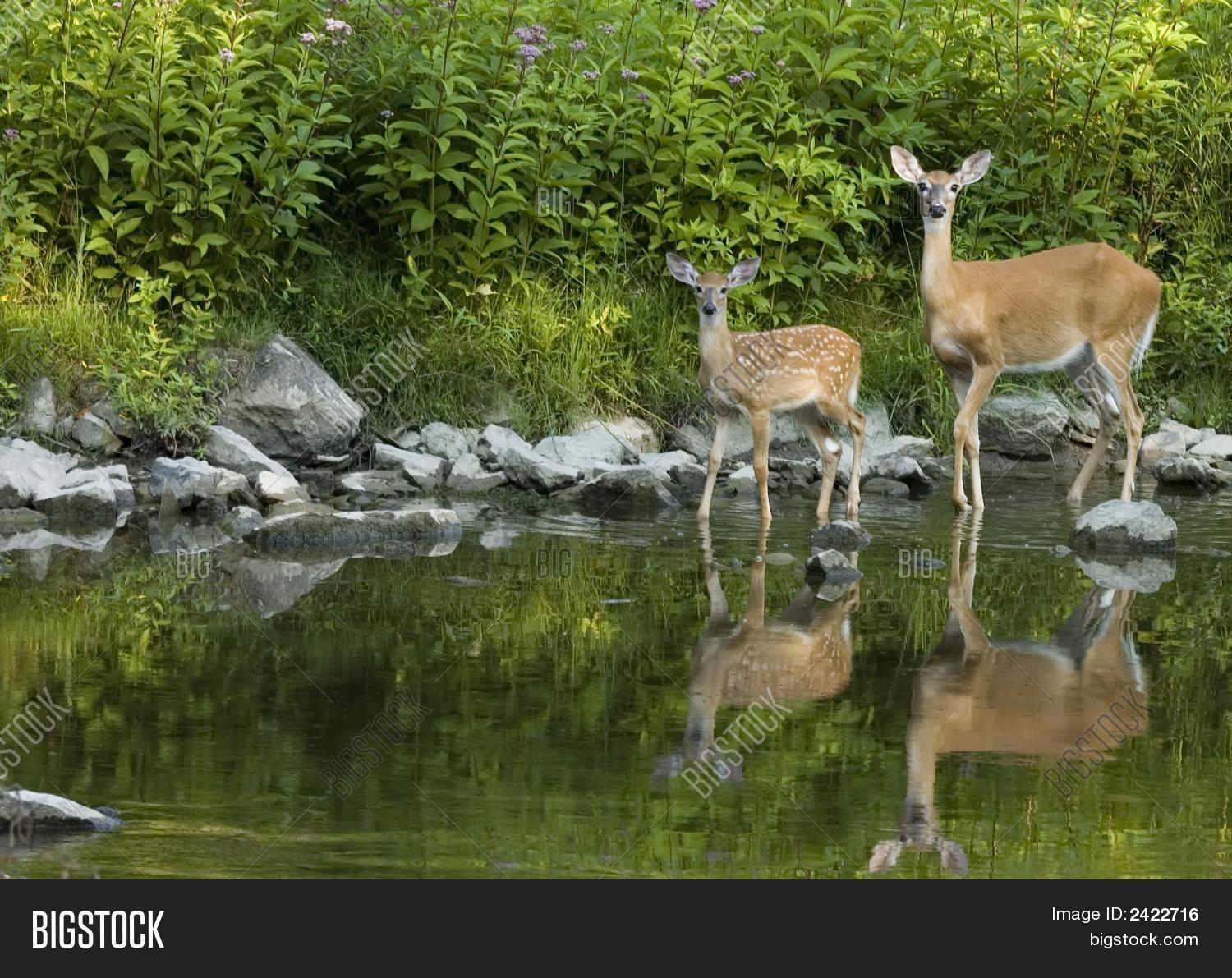 Title: The Miscalculation of the White Deer in Textile Industry