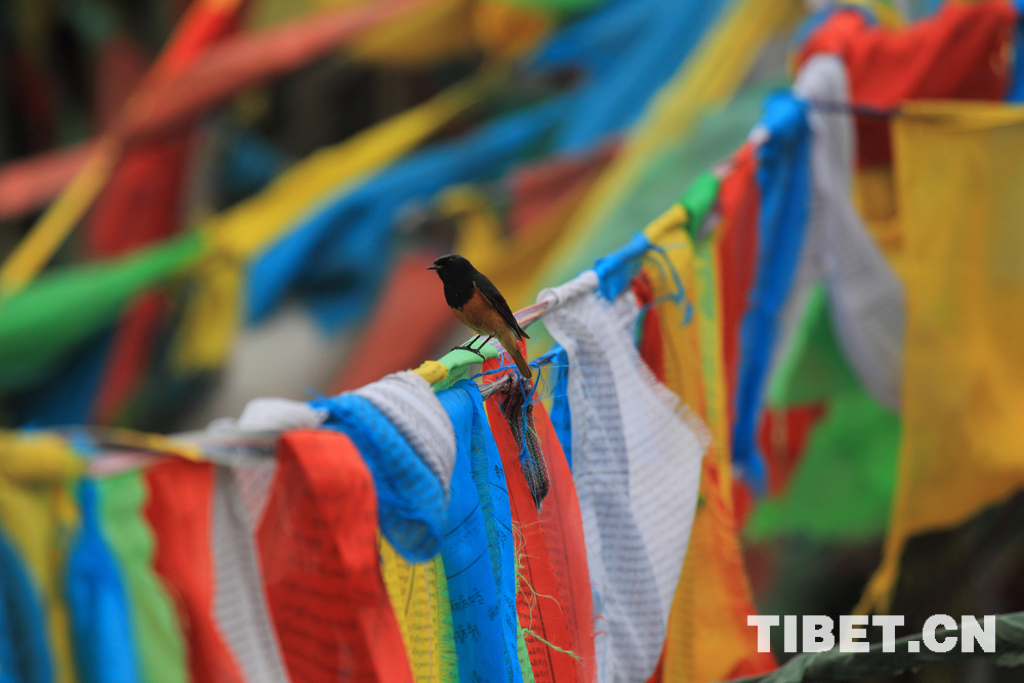 Title: Tibetan Textile Brands: A Name List