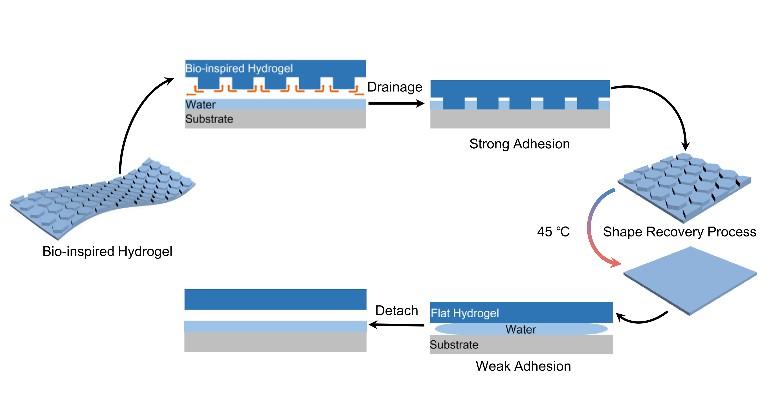 Title: The Application of Water-Based Adhesives in Textile Industry