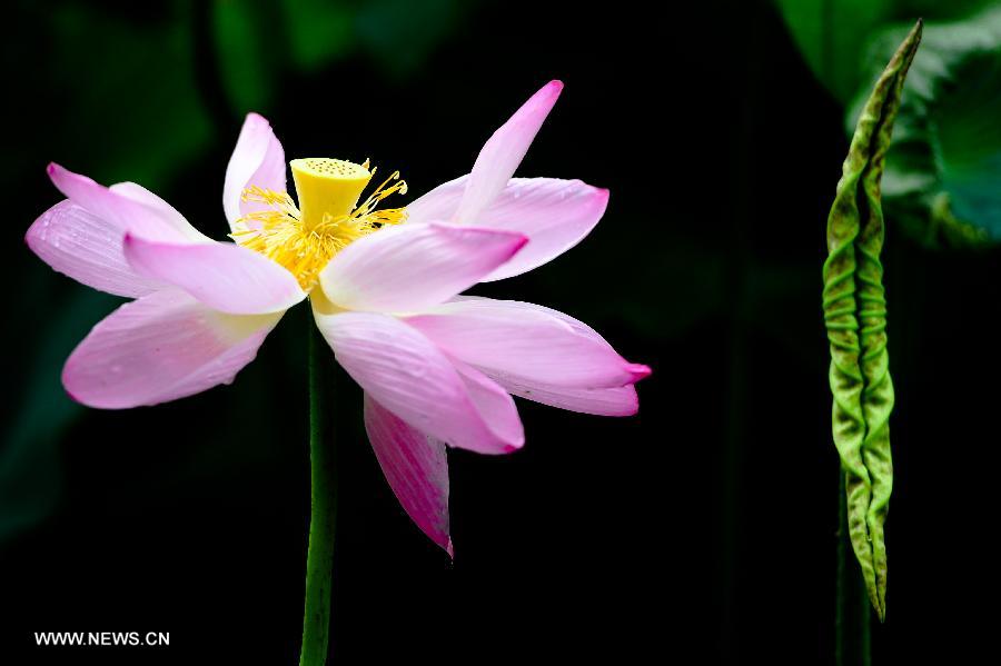 Title: Guangzhou Flower Blossom Garden Textiles: A Journey through Timeless Beauty