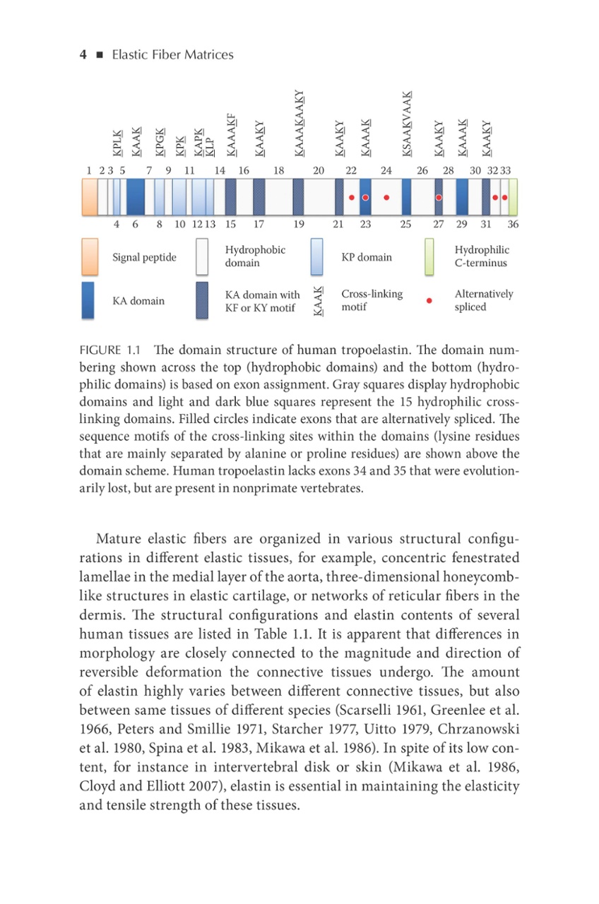 The Evolution of Textile Mills and the Emergence of Spritzing Platforms