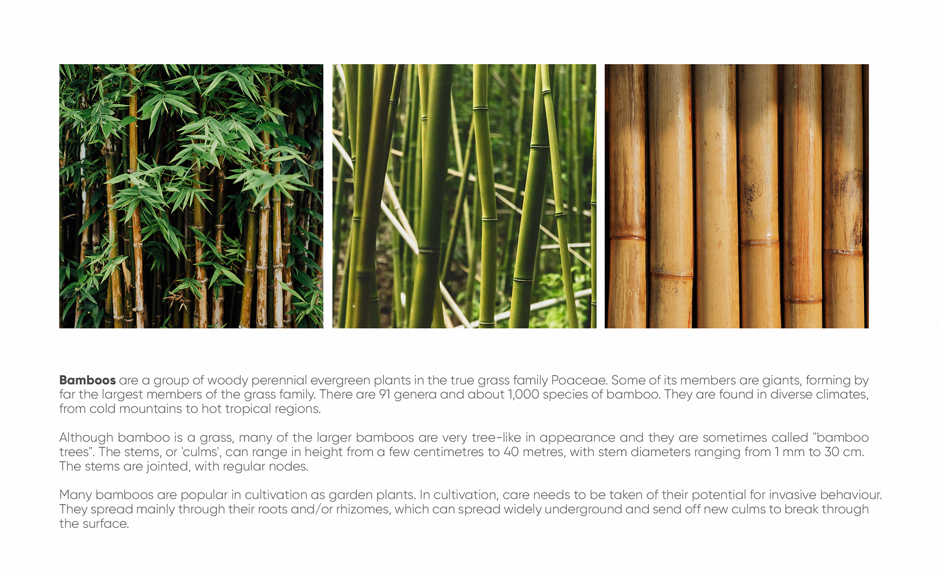 The Utilization of Bamboo in Textile Industry