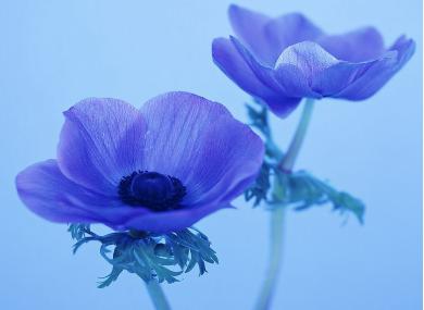 The Unique Charm of Holy Flower Textiles