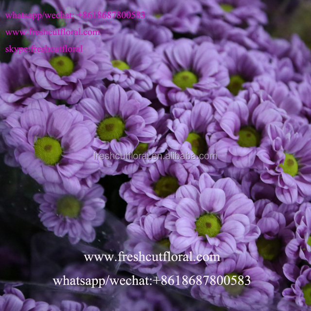 Shanghai Chrysanthemum Textile Wholesale: A Comprehensive Resource for Crafty Entrepreneurs