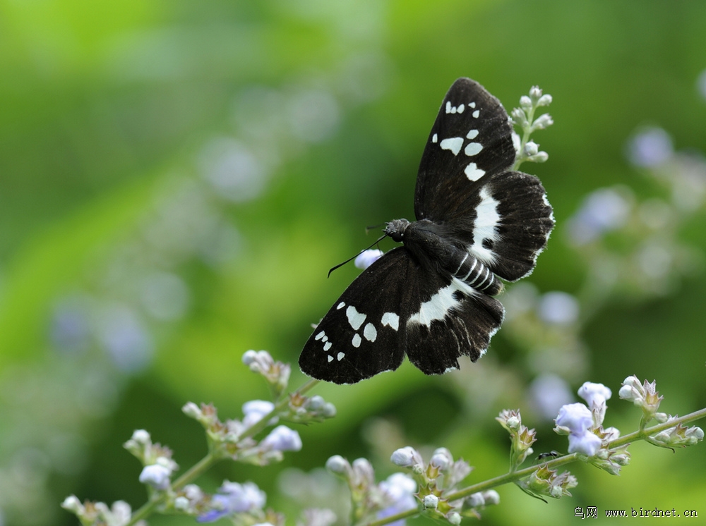 The Shanghai Butterfly Textile Factory: A Unique Blend of Tradition and Modernity