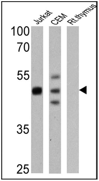 Analysis of Fabric Color Fastness Test Report