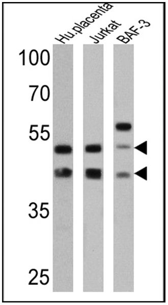 Analysis of Fabric Color Fastness Test Report