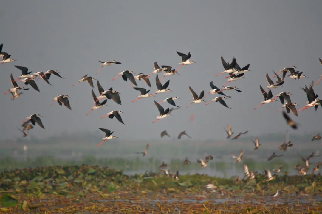 Remembrance of Birds: A Journey through the Timeless Beauty of Chongming Bird Textiles