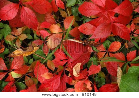 Red Maple Leaves: The Art of Crafting Timeless textiles with Rainbow Colors