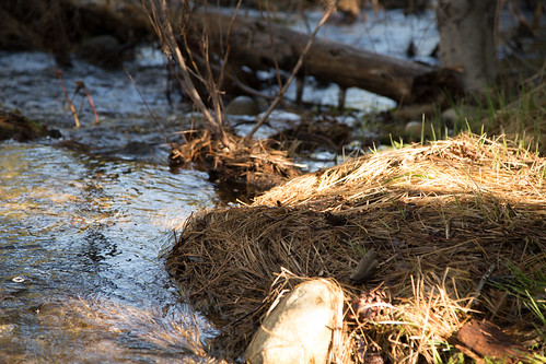 Embracing Natures Whisper: Exploring the Source of Cotton in The Rivers Home