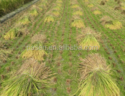 The Interplay of Japan and Australia in the Field of Wheat Textiles