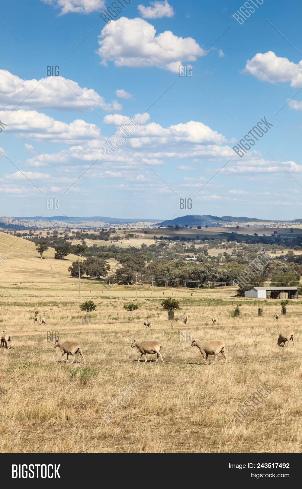 The Interplay of Japan and Australia in the Field of Wheat Textiles