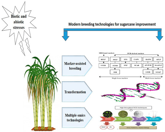 The Essential Conditions for Sustainable Plant Textiles